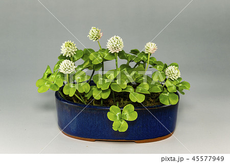 花実アート 樹脂粘土 花 植物の写真素材