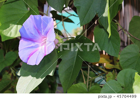 花言葉 固い絆の写真素材