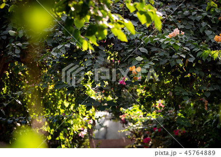 秘密の花園の写真素材