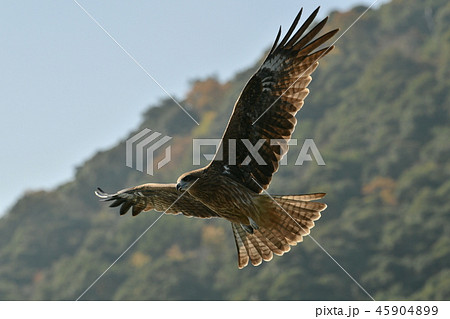 トビ トンビ 鳥 野鳥の写真素材