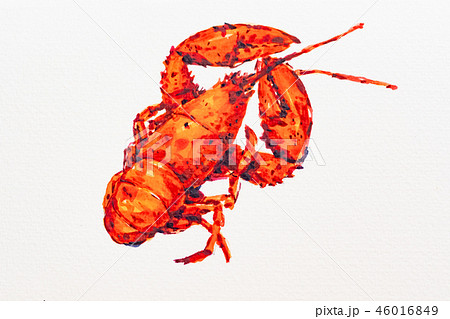 アメリカザリガニ ザリガニのイラスト素材
