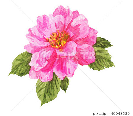 花 山茶花 ピンク色 水彩のイラスト素材