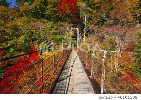 しだくら橋 吊り橋 橋 秋の写真素材