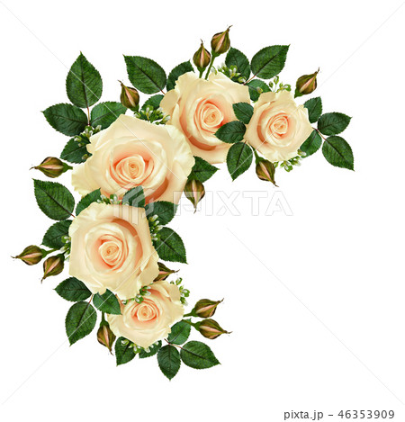 フレーム 花 薔薇 コラージュの写真素材