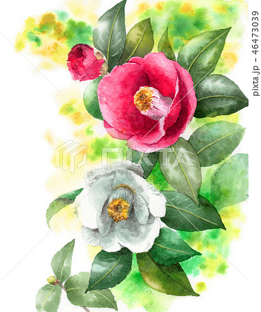 カメリアのイラスト素材