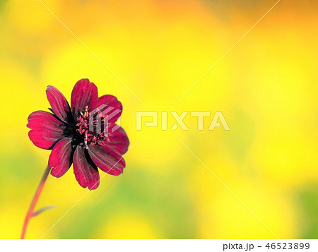 チョコレートコスモスの写真素材