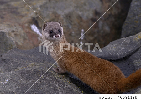 イタチの写真素材 - PIXTA