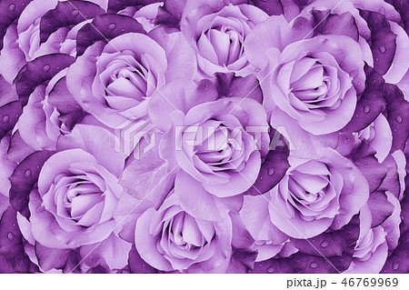 紫 紫色 バラ 背景の写真素材
