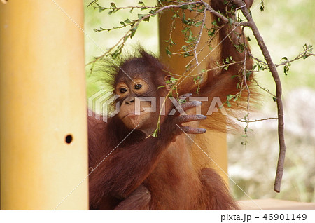 オランウータンの赤ちゃんの写真素材