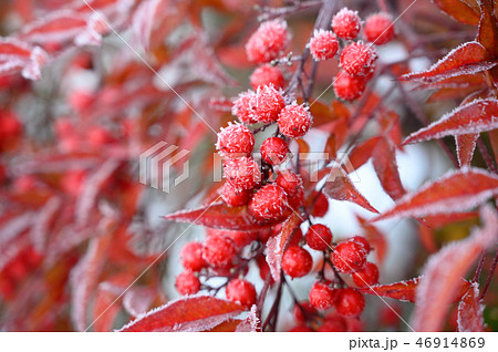 鬼門 庭木 赤い実の写真素材