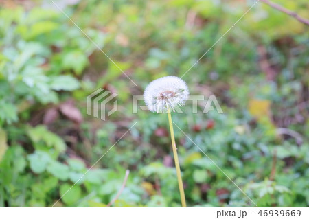 わたぼうし 花の写真素材