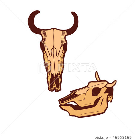 ウシ 牛 頭 ベクタのイラスト素材