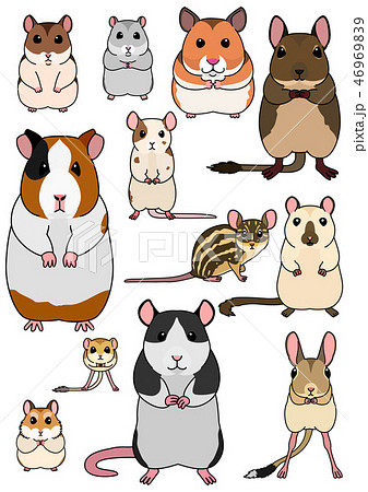 モルモット イラスト かわいい 小動物のイラスト素材