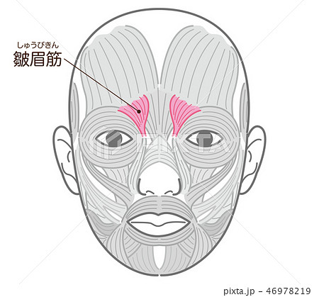 筋肉 顔 解剖図 人体のイラスト素材