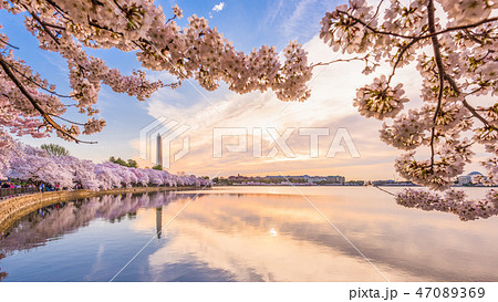 夕方桜 桜の木 夕日 桜 夕方の写真素材 - PIXTA