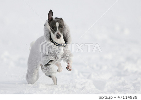 犬 冬 雪 Snowの写真素材 Pixta