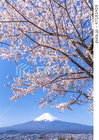 富士山 春 桜 ソメイヨシノの写真素材