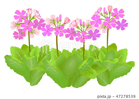 さくら草のイラスト素材