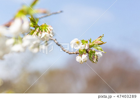 桜 蕾 つぼみ 咲き掛けの写真素材