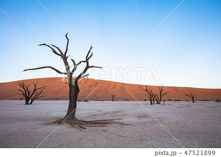 植物 ナミブ砂漠 ナミビア 砂漠の写真素材