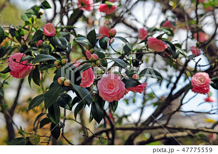 花 椿 低木 植木の写真素材