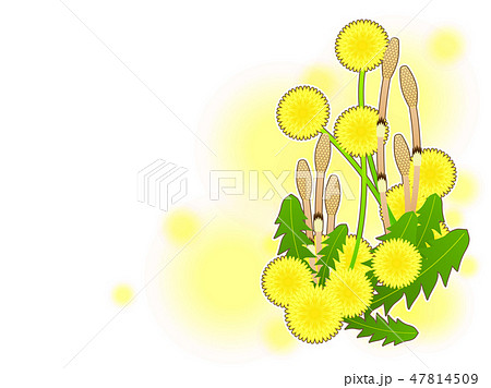 土筆 つくし たんぽぽ 春のイラスト素材