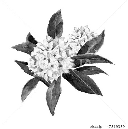 花 沈丁花 水彩 イラストの写真素材 - PIXTA