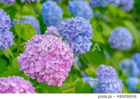 アジサイ 紫陽花 の写真素材集 ピクスタ