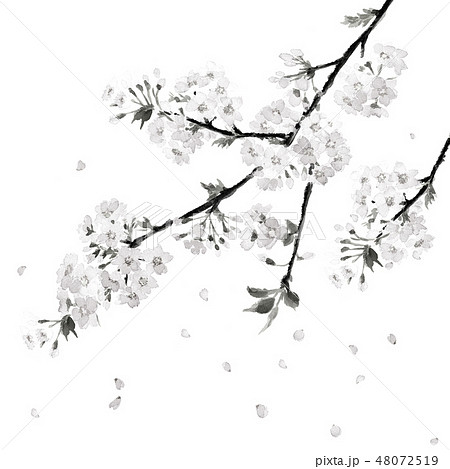 花 桜 墨 水墨画のイラスト素材