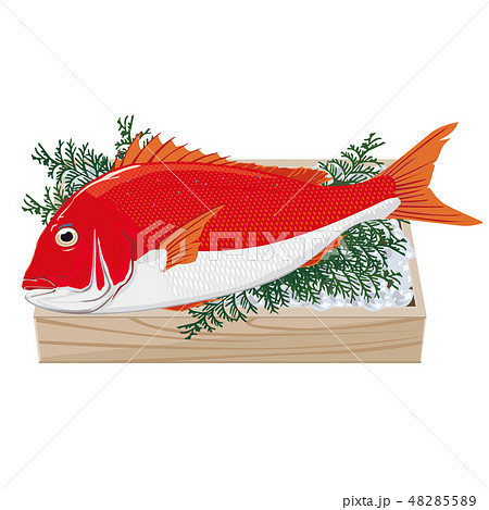 タイ 鯛 のイラスト素材集 ピクスタ