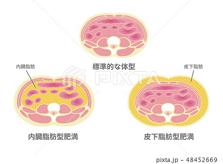 内臓脂肪の写真素材