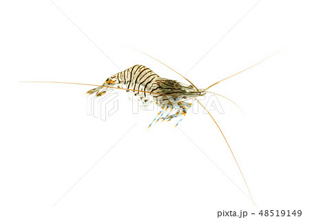 イソスジエビ 磯の生物 エビ 潮溜まりの写真素材