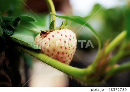 苺の芽生えの写真素材