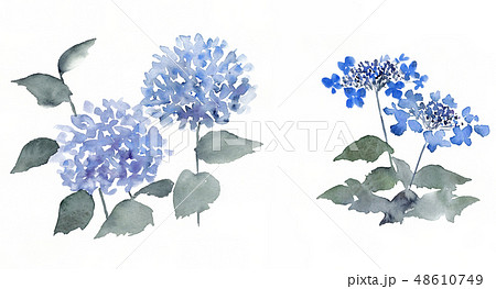 アジサイ】紫陽花の描き方。墨彩画で描くあじさい。(ノーカット
