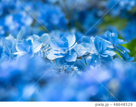 花 あじさい 八重あじさい 青の写真素材