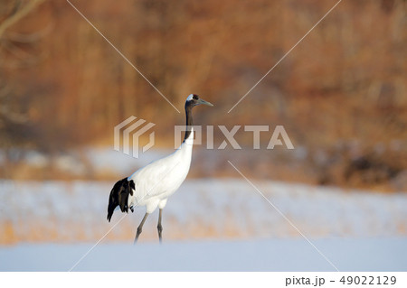 二羽の鳥の写真素材 - PIXTA