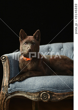 甲斐犬の写真素材