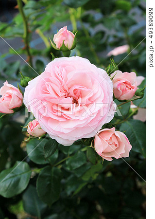 マリアテレジア 花 薔薇 植物の写真素材