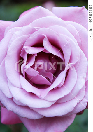 バラ 薔薇 シャルルドゴール 紫色の写真素材