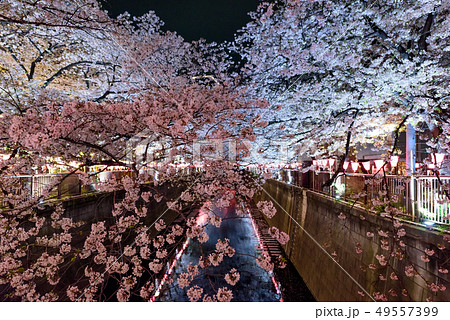 幻想的な桜の写真素材
