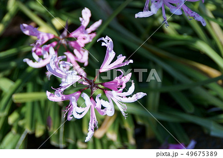 ネリネ 花 可憐の写真素材