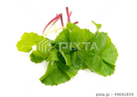 伽羅蕗の写真素材