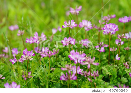 蓮華 花 蓮華草 花畑の写真素材