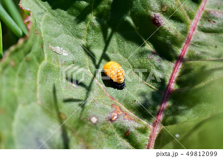 テントウムシ蛹の写真素材