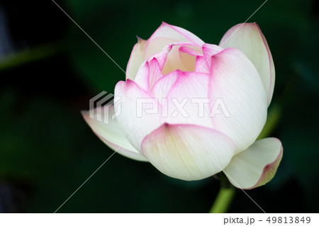 蓮 花 れんこん 大濠公園の写真素材