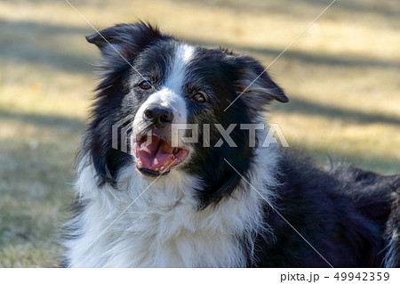 洋犬 中型犬 ボーダーコリー 動物の写真素材