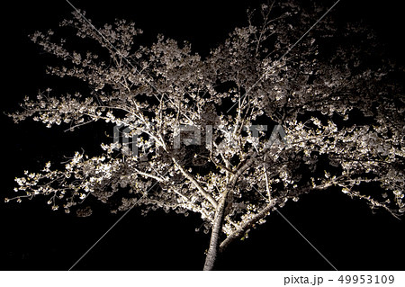 綺麗 かっこいい 夜桜 さくらの写真素材