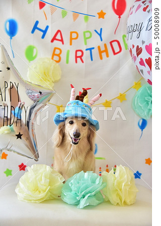 ミニチュアダックスフンド 誕生日 バースデー 犬の写真素材