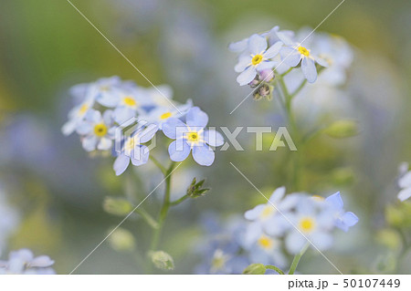 庭に咲く小さな花 忘れな草 勿忘草 アップの写真素材