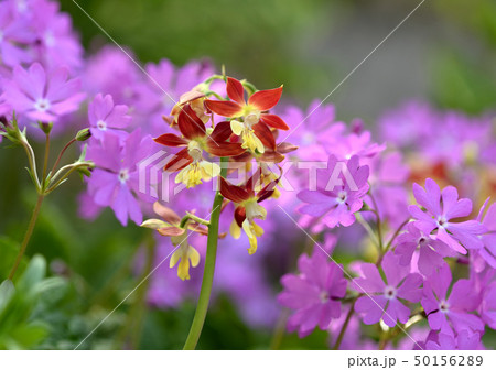 日本桜草の写真素材